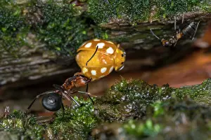 Captured: European Red Wood Ant (Formica polyctena) captur