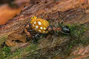 Captured: European Red Wood Ant (Formica polyctena) captur