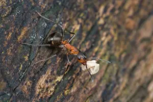 Shell: European Red Wood Ant (Formica polyctena) carrie