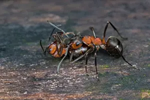 Thomas Marent: European Red Wood Ant (Formica polyctena) carrie