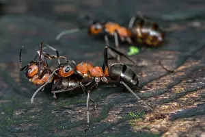 Thomas Marent: European Red Wood Ant (Formica polyctena) carrie