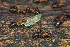Thomas Marent: European Red Wood Ant (Formica polyctena) carrie