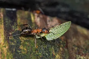 Thomas Marent: European Red Wood Ant (Formica polyctena) carrie