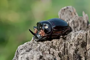 Bulgarian: European rhinoceros beetle (Oryctes nasicornis)