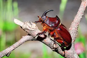 Twigs: European rhinoceros beetle (Oryctes nasicornis)