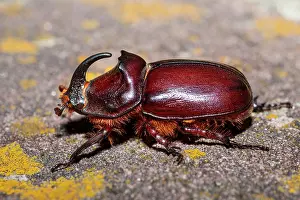 Coleoptere: European rhinoceros beetle (Oryctes nasicornis)