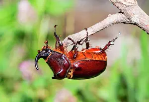Twigs: European rhinoceros beetle (Oryctes nasicornis)