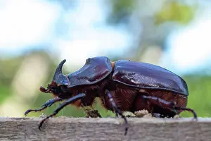 Nasicornis: European rhinoceros beetle (Oryctes nasicornis)
