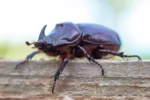 Nasicornis: European rhinoceros beetle (Oryctes nasicornis)