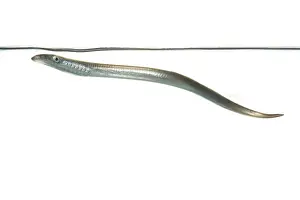 Nieuwe: European River Lamprey