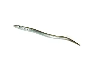 Nieuwe: European River Lamprey