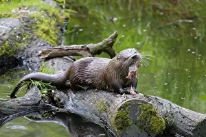 140621: European River Otter - adult Otter eating fish -