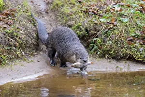 Lutra: European River Otter - adult otter eating a fish - Germany