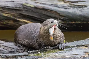Lutra: European River Otter - adult otter eating a fish - Germany