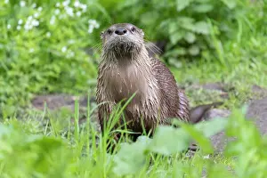 Pomerania: European River Otter - adult otter - Germany