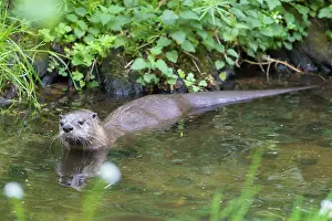 Pomerania: European River Otter - adult otter - Germany