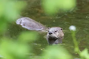 Pomerania: European River Otter - adult otter - Germany
