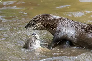 140621: European River Otter - two adults playing in the