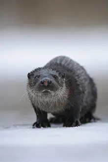 190219: European River Otter (Lutra lutra) on the ice