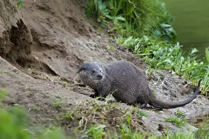 Marking: European River Otter (Lutra lutra) on riverside
