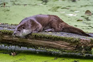Crawl: European River Otter (Lutra lutra) scent-marking