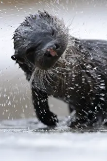 190219: European River Otter (Lutra lutra) shaking itse