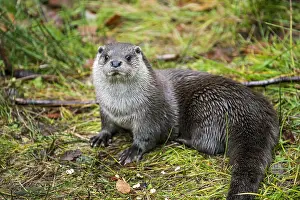 Lakeside: European River Otter (Lutra lutra) on the shore
