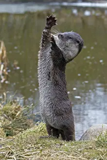 Riverbank: European river otter (Lutra lutra) standing upricht