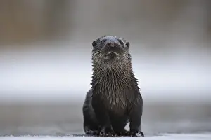 190219: European River Otter (Lutra lutra), Tartumaa, E