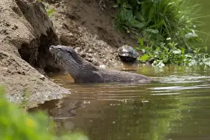 Almonte: European River Otter (Lutra lutra) in water nea