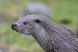 Pomerania: European River Otter - portrait - Germany