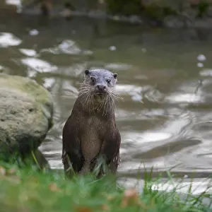 040319: European river otter-standing upright and looking, Germany
