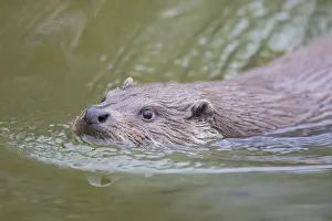 Pomerania: European River Otter - swimming otter - Germany
