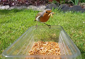 Mealworm: European Robin
