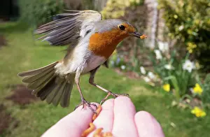 Mealworm: European Robin