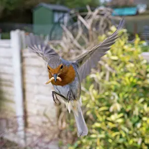 Mealworm: European Robin