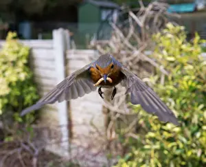 Mealworm: European Robin