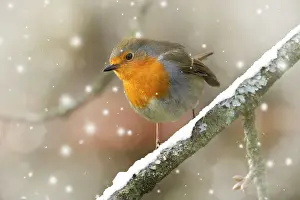 European Robin
