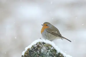 Flake: European Robin