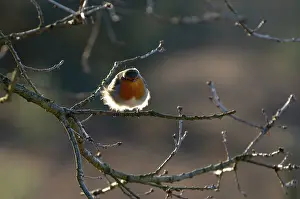Veluwezoom: European Robin