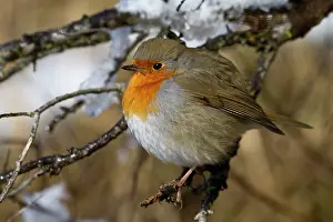 Waterleidingduinen: European Robin