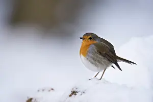 Leenderbos: European Robin