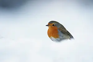 Leenderbos: European Robin