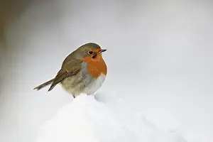 Leenderbos: European Robin