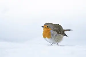 Natuurpunt: European Robin