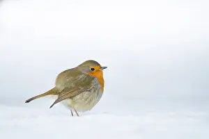 Natuurpunt: European Robin