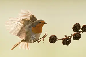 Songird: European Robin