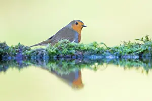 Redbreast: European Robin
