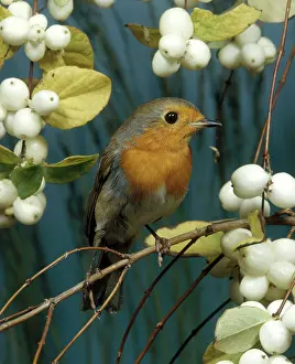 Breast: European Robin