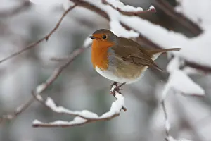Wijdewormer: European Robin